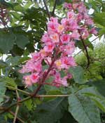 A chestnut flower...